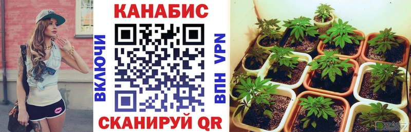 omg сайт  Красноармейск  МАРИХУАНА конопля 